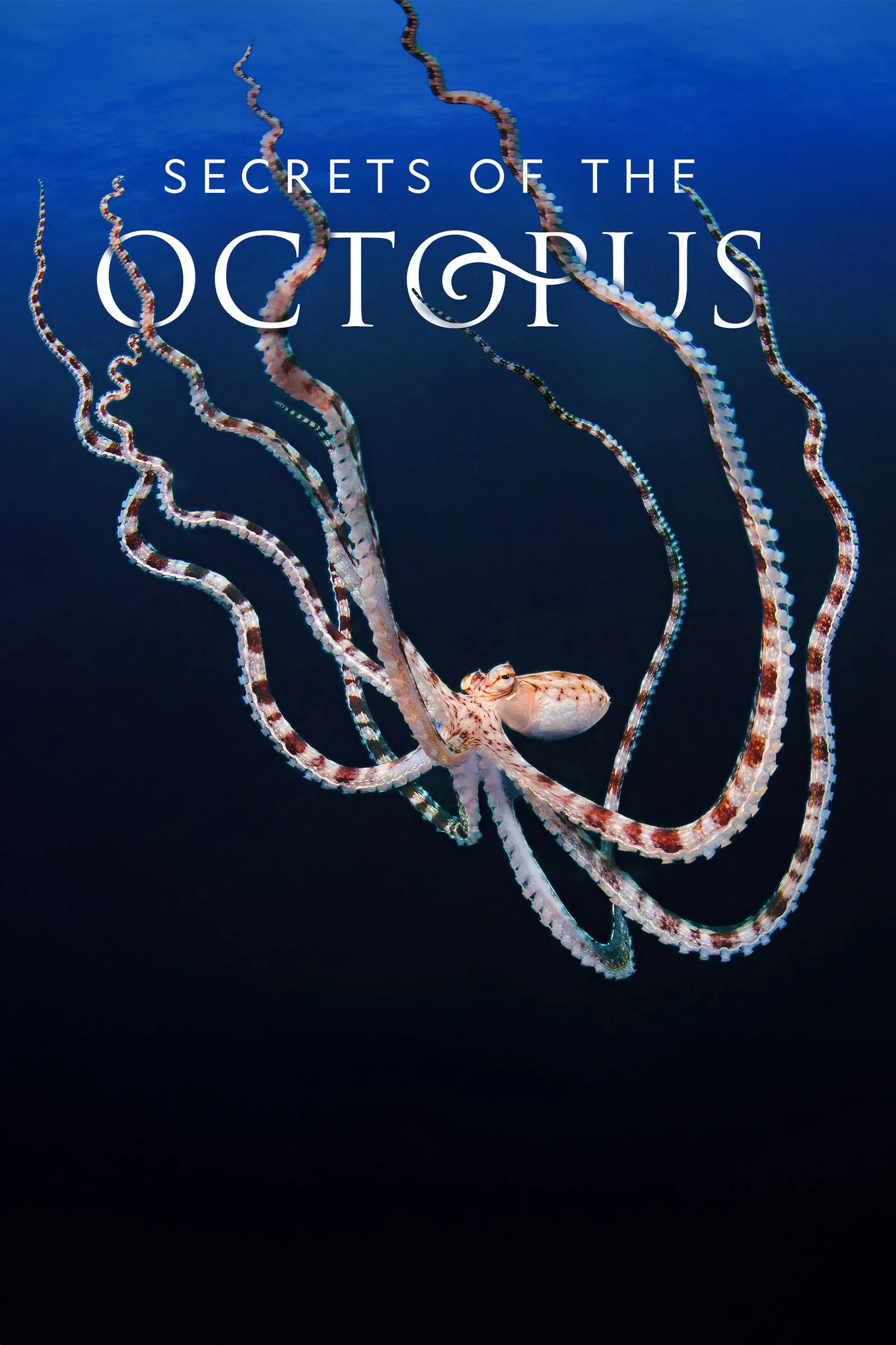 Secrets of the Octopus 